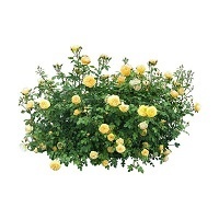 Почвопокровные розы