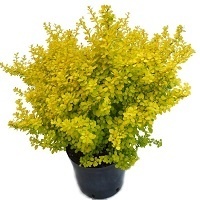 Барбарис тунберга