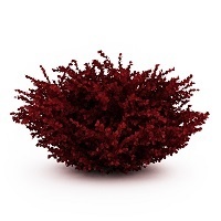 Барбарис оттавский