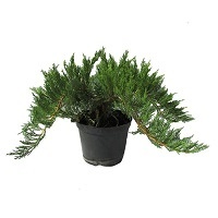 Можжевельник казацкий