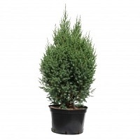 Можжевельник китайский