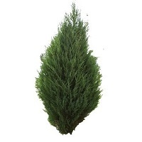 Можжевельник скальный