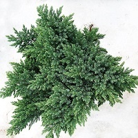 Можжевельник чешуйчатый