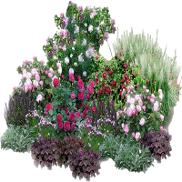 Саженцы многолетних цветов