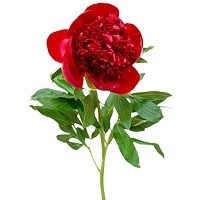 Пион ИТО гибрид